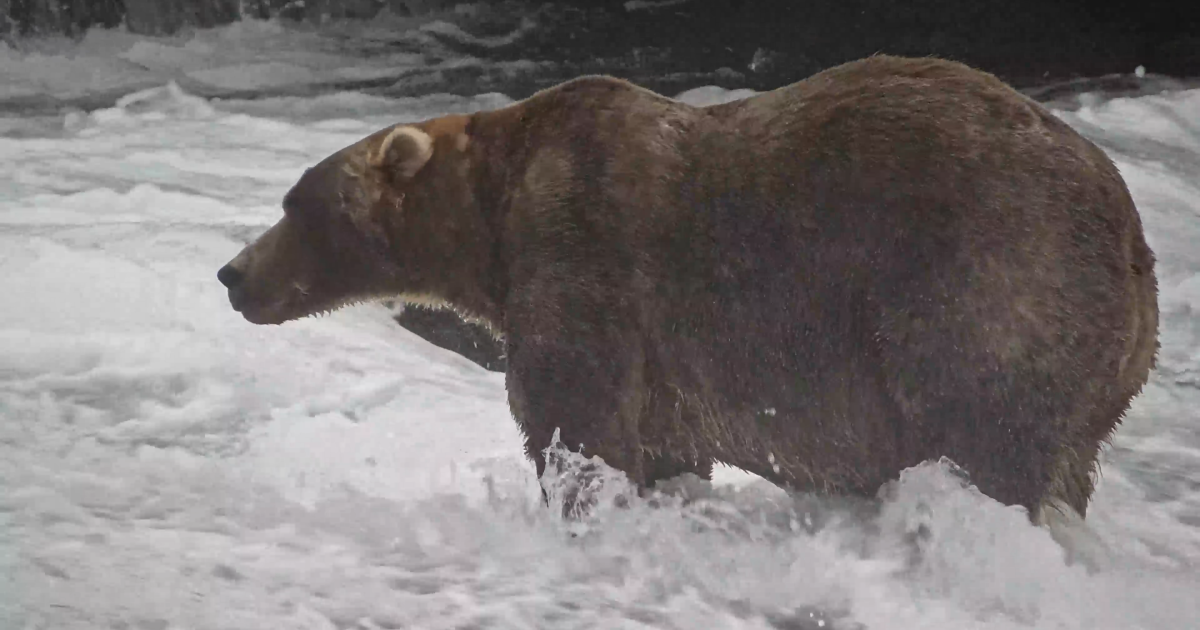 Meet Backpack, Fat Bear Week’s chunky champ