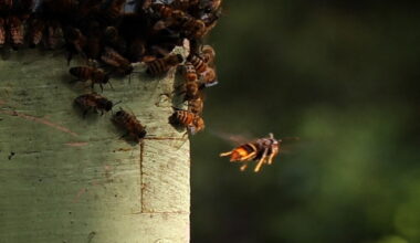 Invasive yellow-legged hornets from Asia butcher bees in the Lowcountry