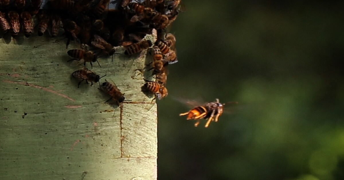 Invasive yellow-legged hornets from Asia butcher bees in the Lowcountry