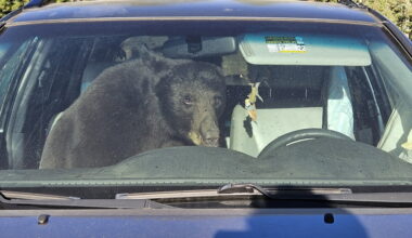 Trouble abounds as hungry bears wander the Rockies seeking food