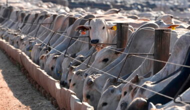 Brazil weighs retaliation after EU halts imports of Brazilian goods, including beef
