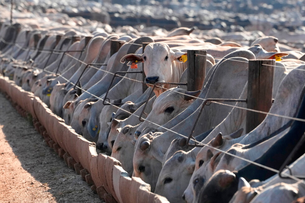 Brazil weighs retaliation after EU halts imports of Brazilian goods, including beef