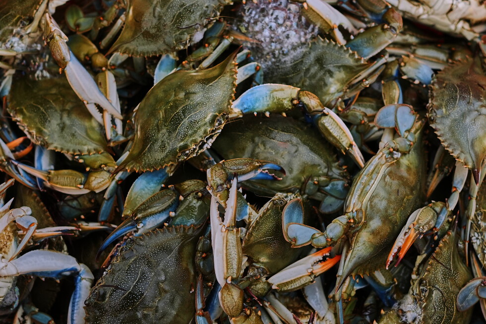 Italy has started exporting a delicacy prized abroad, reviled at home