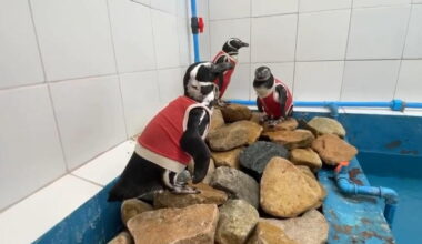 Copper vests help Chile's penguins heal