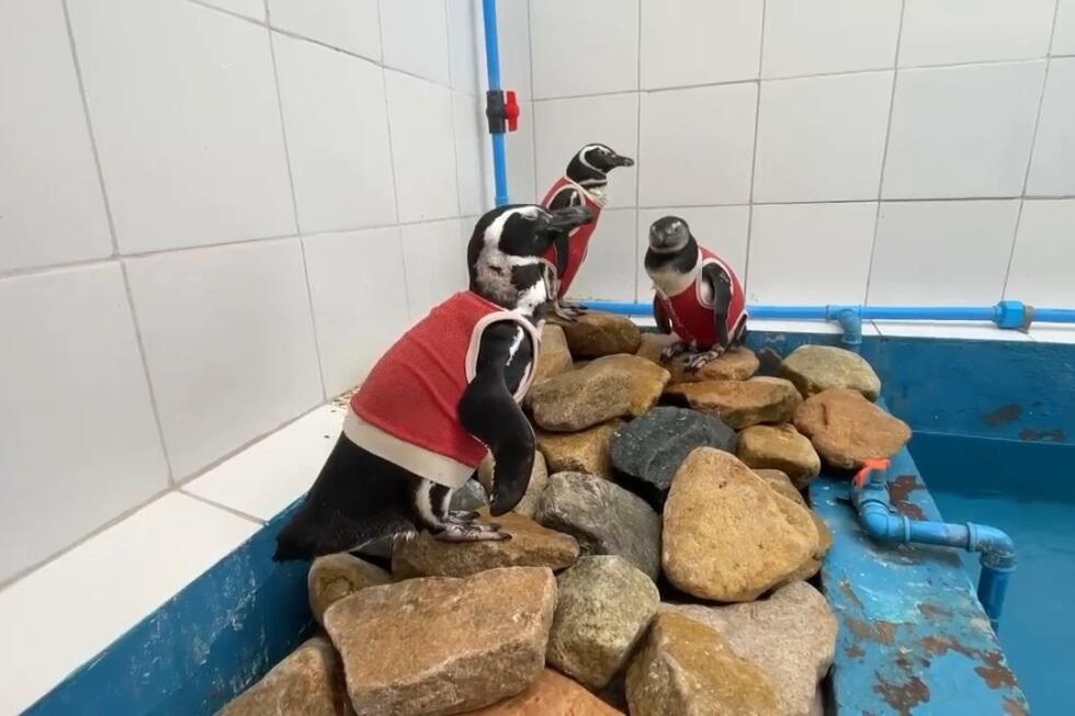 Copper vests help Chile's penguins heal