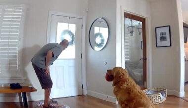 Watch golden retriever beg to play with intruder in San Diego break-in