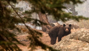 Pooch gives life trying to save California couple during bear attack