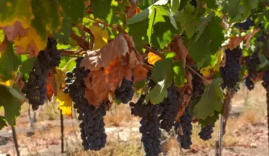Hebron-area vineyard sparks legal battle over land rights - Israel & Jewish News