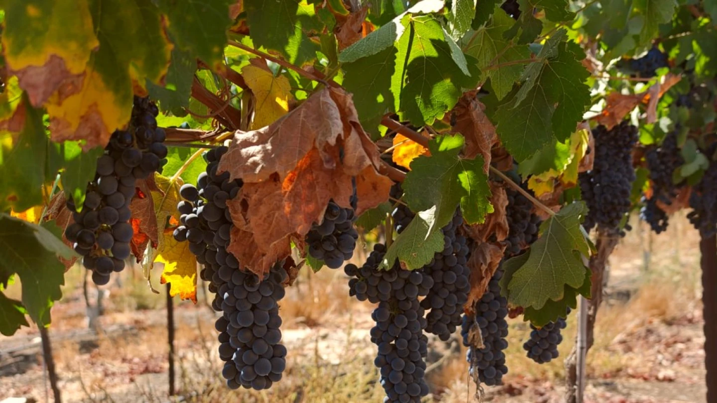 Hebron-area vineyard sparks legal battle over land rights - Israel & Jewish News