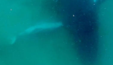 Humpback whale seen grieving dead calf in rare footage: "Heartbreaking to watch"