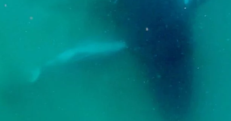 Humpback whale seen grieving dead calf in rare footage: "Heartbreaking to watch"