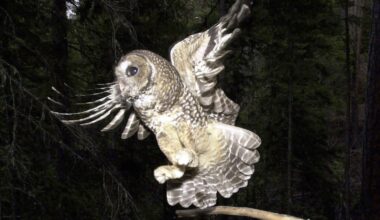 Trump administration allows inadvertent killing of endangered species
