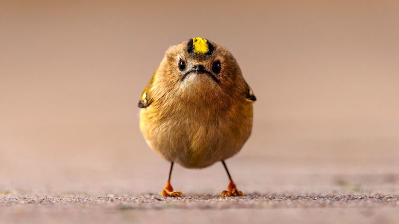 Hilarious animal photos from this year’s Comedy Wildlife Awards