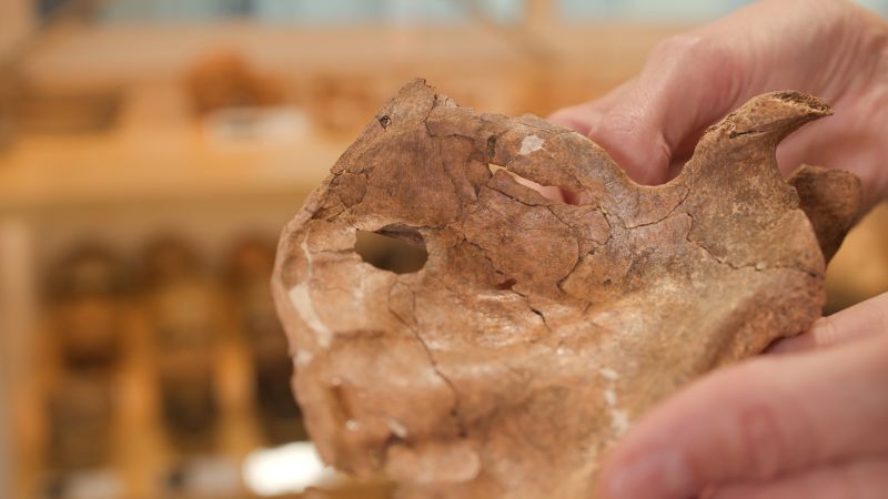 Scientists suspect foul play in the death of a Neanderthal 75,000 years ago