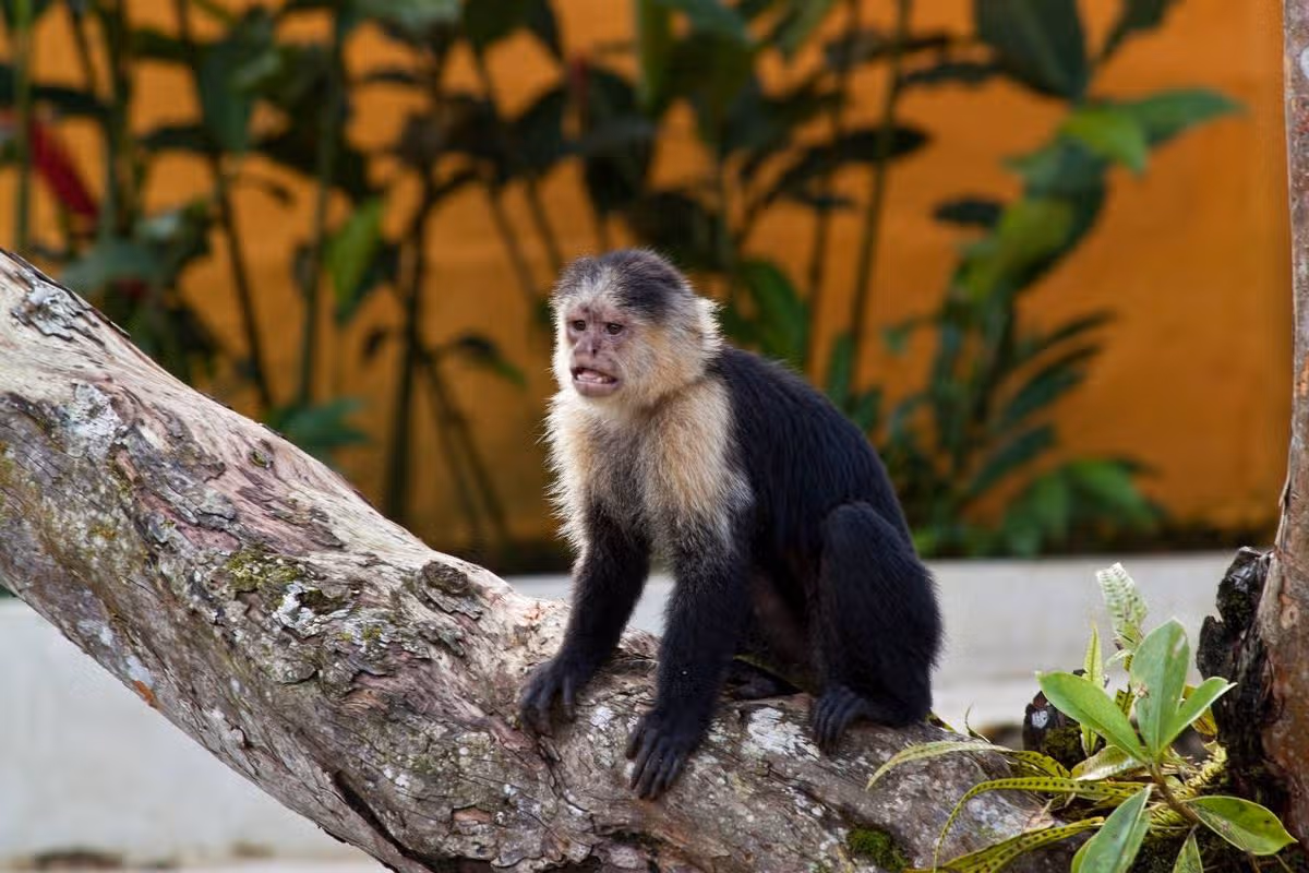 Capuchin monkey, Gorgona Islands, Colombia