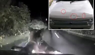 Bear springs attacks car in Hokkaido, Japan