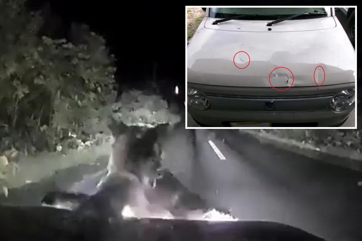 Bear springs attacks car in Hokkaido, Japan