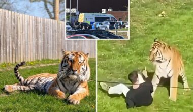 Harrowing final moments of man mauled to death at UK zoo: ‘Come here tiger. Kill me’.
