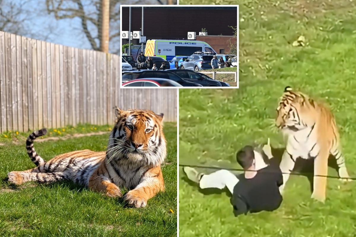 Harrowing final moments of man mauled to death at UK zoo: ‘Come here tiger. Kill me’.