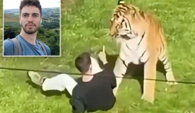 Cause of death given for former child actor mauled by tiger