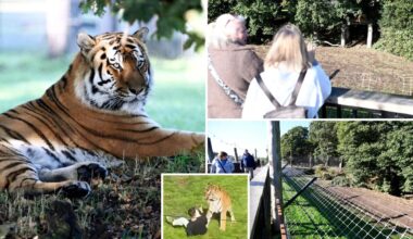Visitors flock to see tiger that mauled ex-child actor to death as enclosure finally reopens
