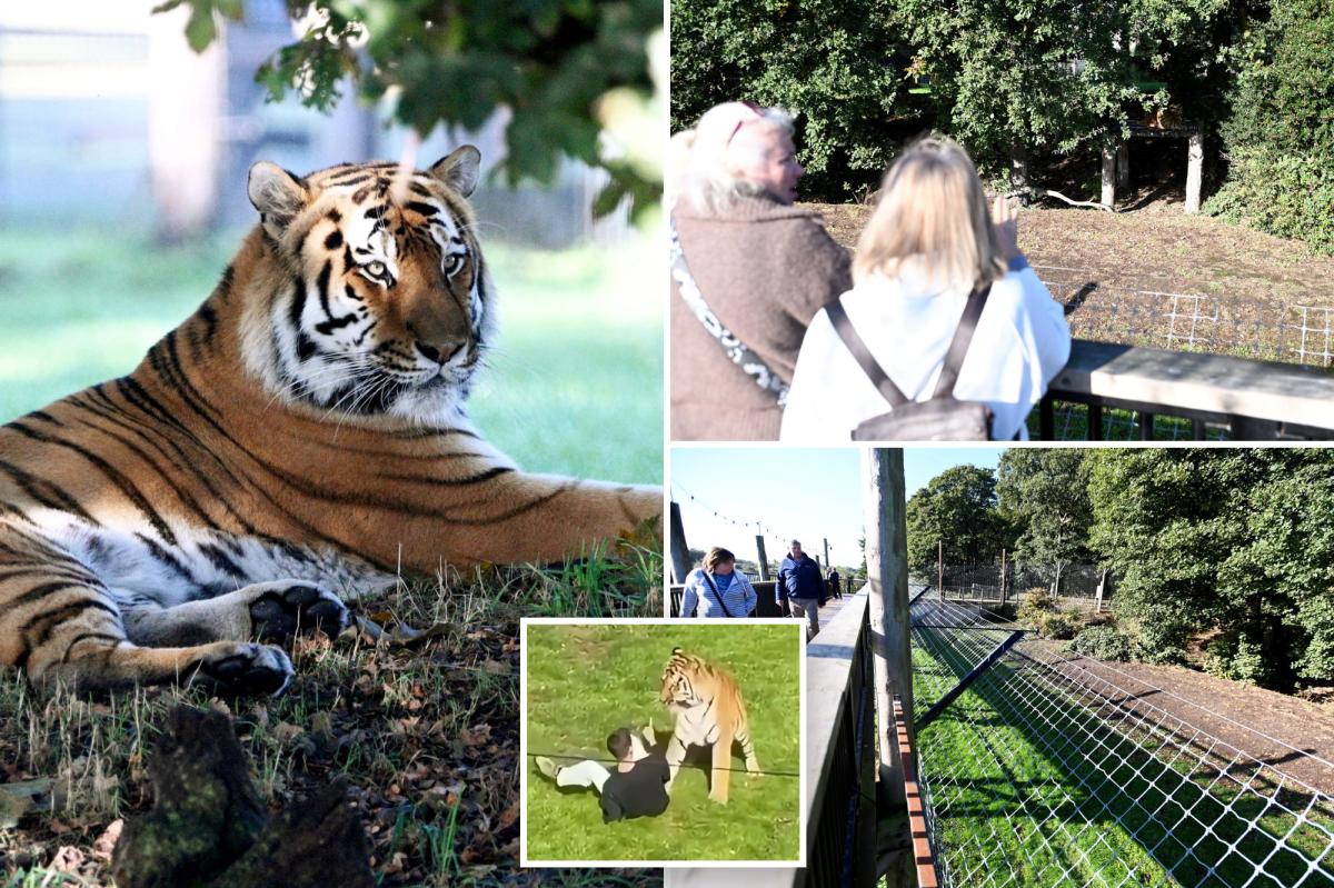 Visitors flock to see tiger that mauled ex-child actor to death as enclosure finally reopens