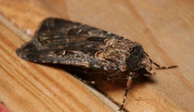 These Moths Are a Thrilling Sight in Australia