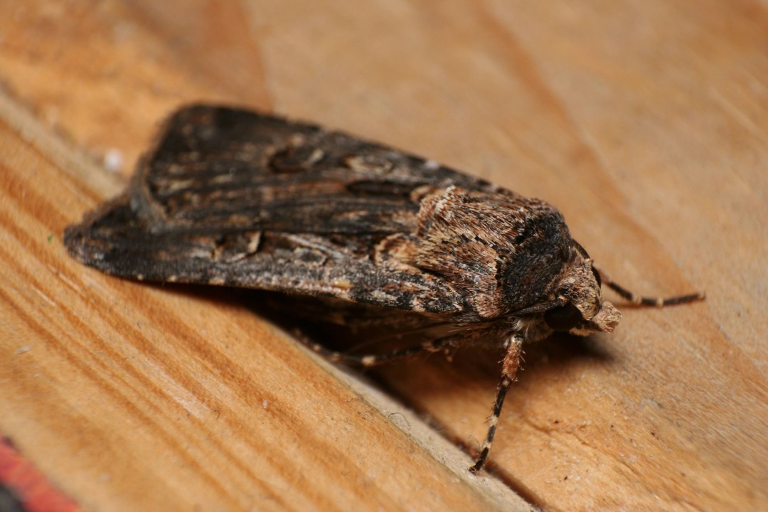These Moths Are a Thrilling Sight in Australia