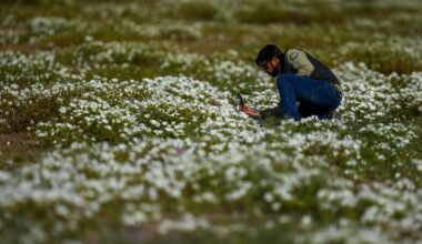 El Nino Brings Change to Earth's Driest Desert