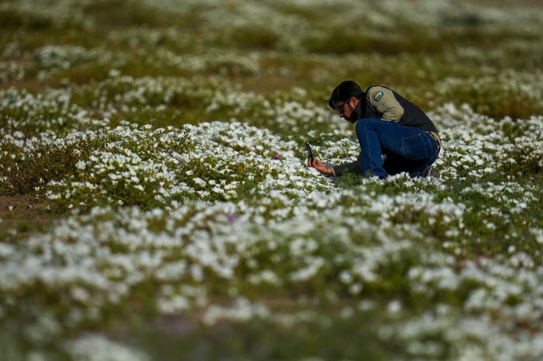 El Nino Brings Change to Earth's Driest Desert