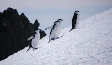 An 'Enormous Crash' at World's Largest Penguin Colony