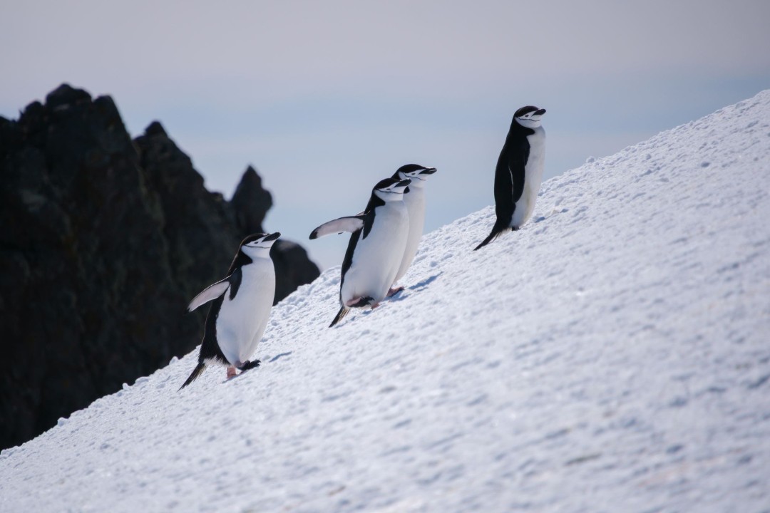 An 'Enormous Crash' at World's Largest Penguin Colony