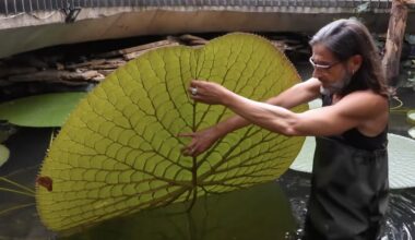Instagram Selfie Leads to Find of Giant New Water Lily