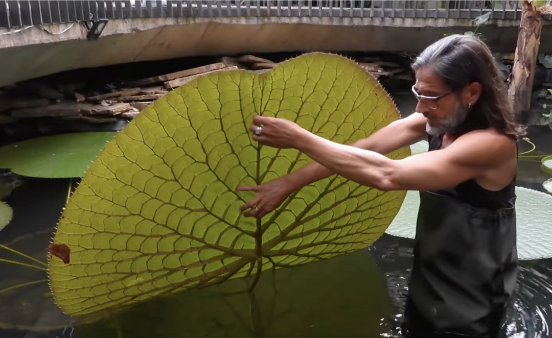 Instagram Selfie Leads to Find of Giant New Water Lily