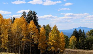 Judge Blocks Trump Plan to Move Forest Service to Utah