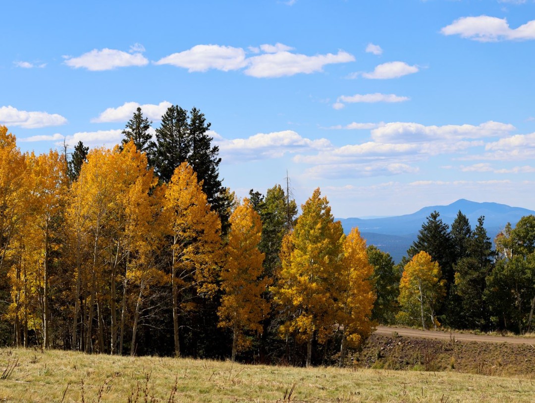 Judge Blocks Trump Plan to Move Forest Service to Utah