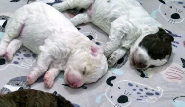 Don't Miss These 6 Finnish Puppies Online