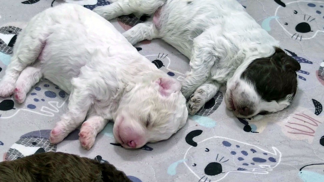 Don't Miss These 6 Finnish Puppies Online