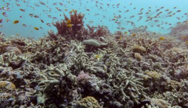 A Dire Warning on World's 'Rainforests of the Sea'