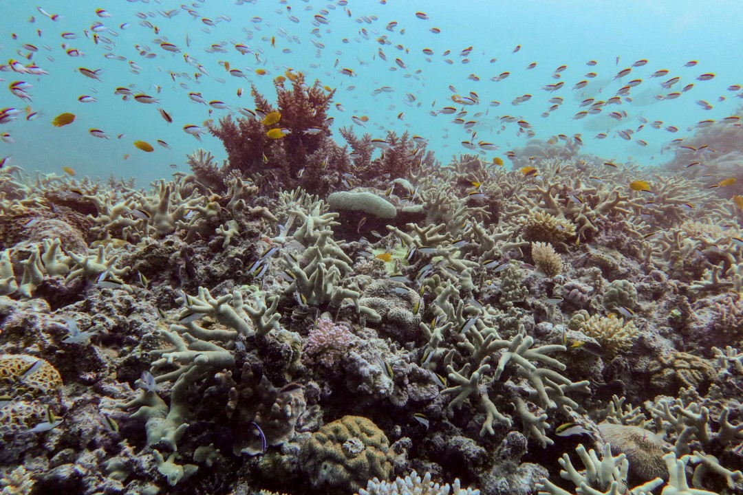 A Dire Warning on World's 'Rainforests of the Sea'