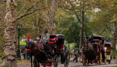 NYC Council Approves Horse Carriage Ban