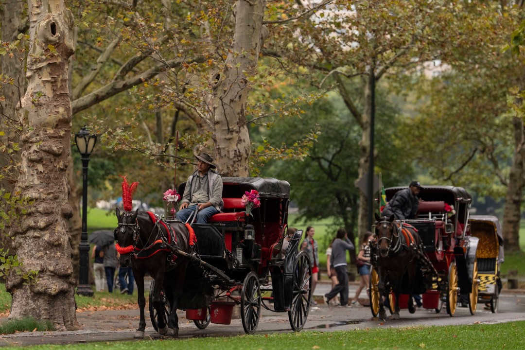 NYC Council Approves Horse Carriage Ban