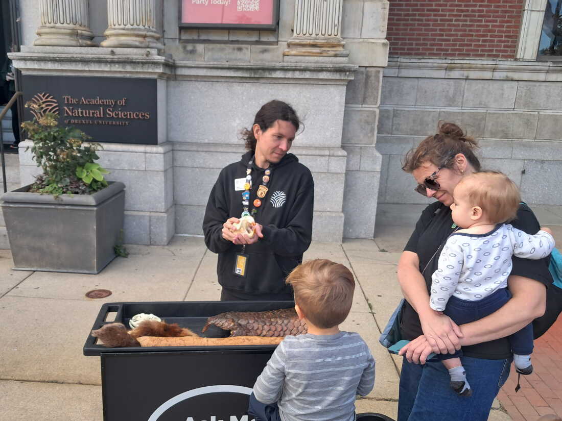 Academy of Natural Sciences Educator Jake Cook shows a beaver skull to museum visitors during one of the last few days the museum was open.