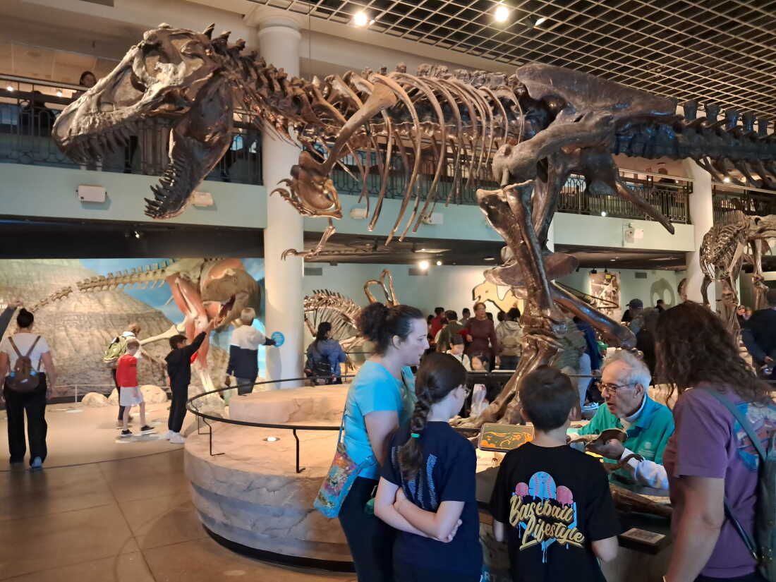The Academy of Natural Sciences Museum's dinosaur skeleton exhibits have been popular with generations of children, since they first were exhibited in 1868.