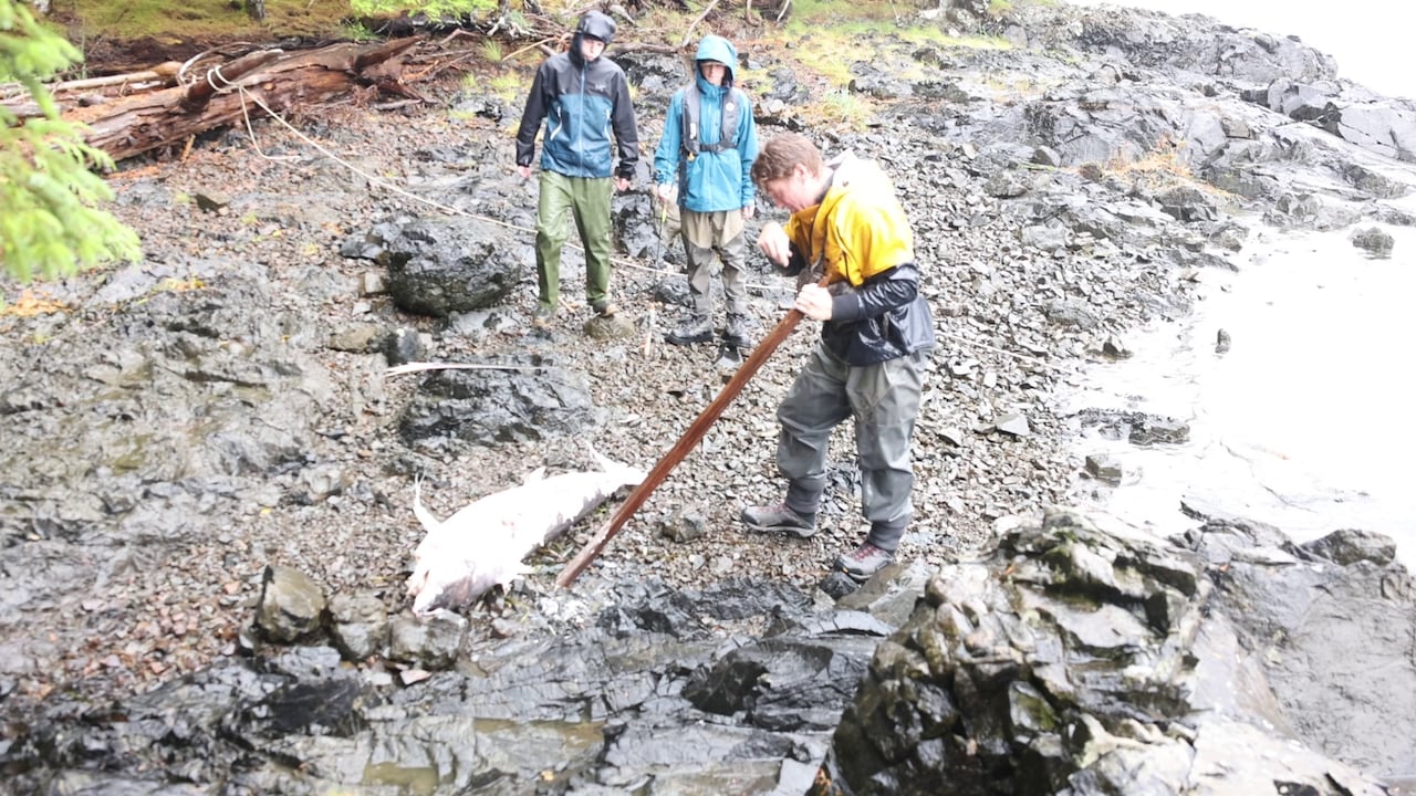 A man pokes a swordfish with a stick.