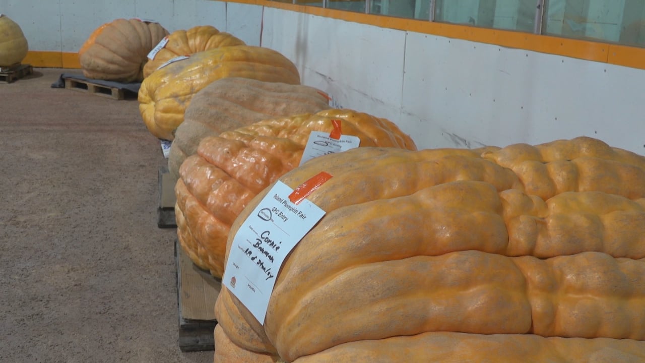 Seven massive pumpkins are seen each sitting on top of a wooden pallet lining the inside of a rural arena