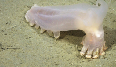 Scientists uncover 57 new species lurking in the South Atlantic