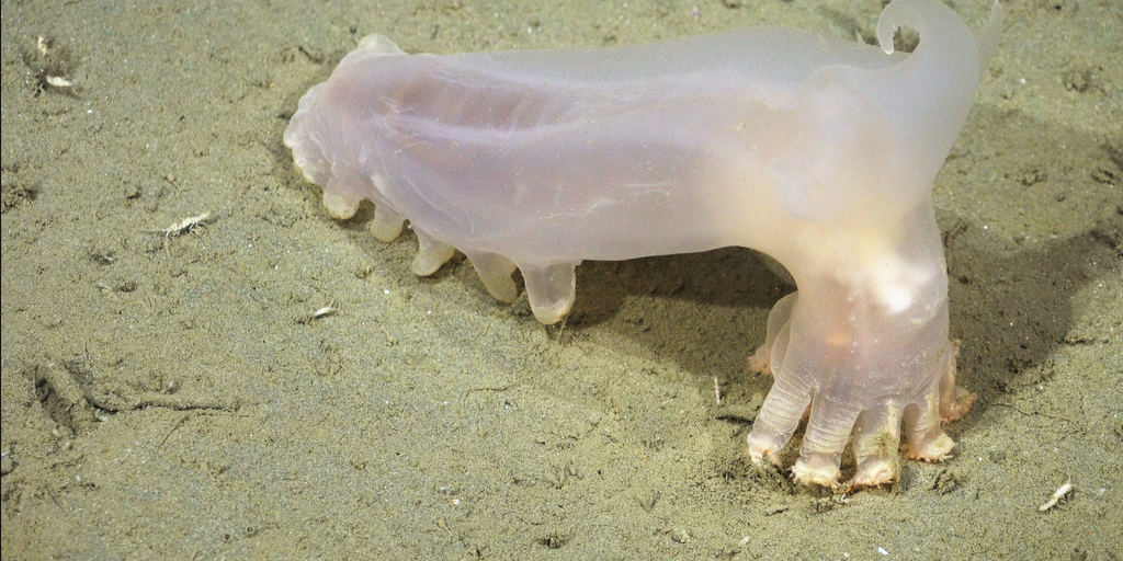 Scientists uncover 57 new species lurking in the South Atlantic