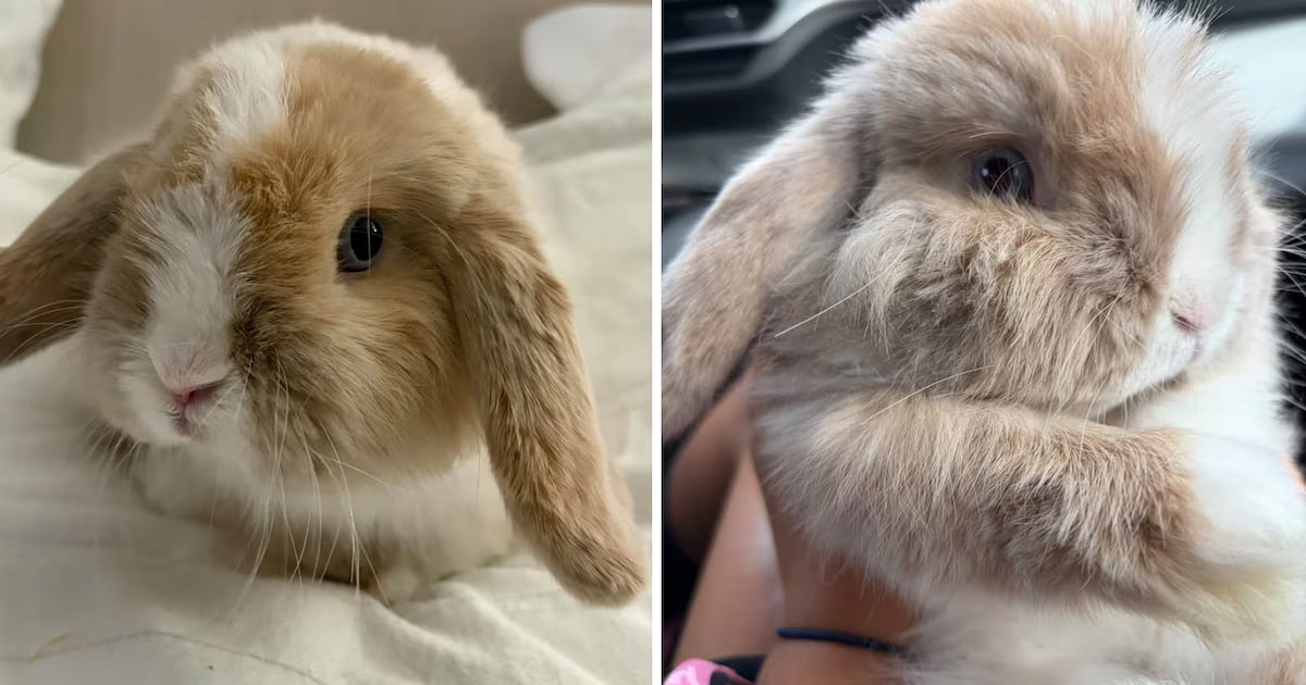 Bunny stolen from Markham Fair