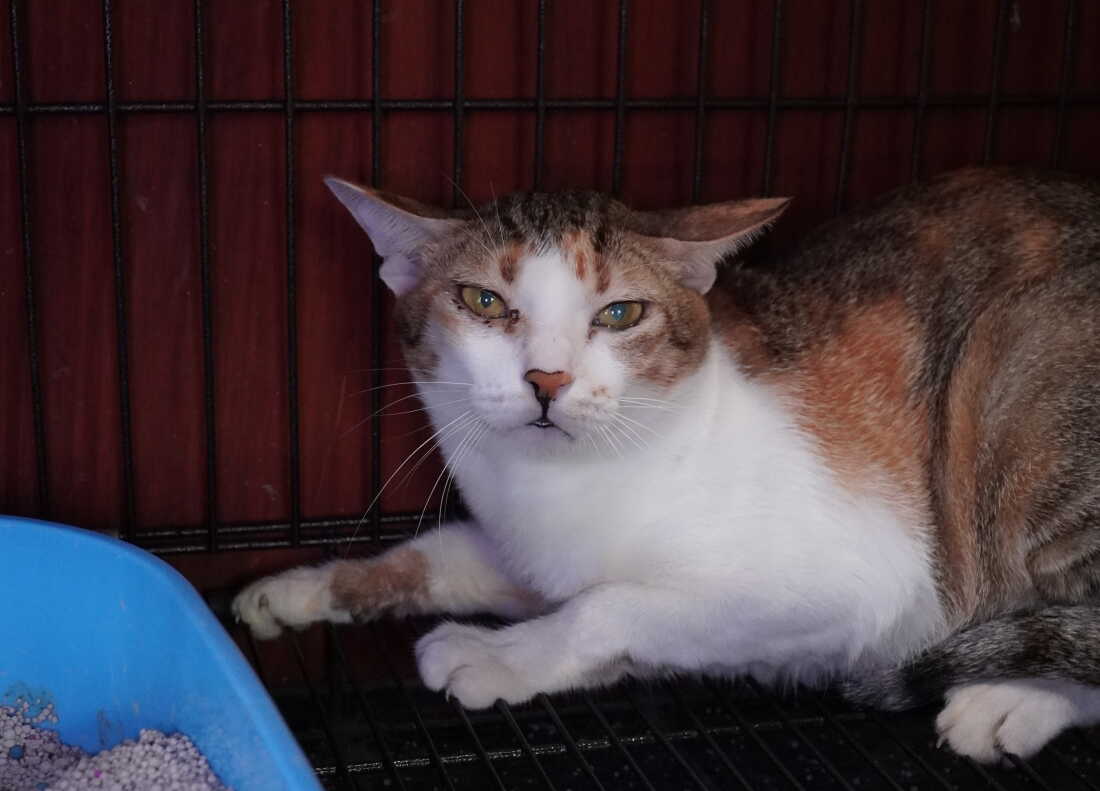 A cat is being cared for at a rescue facility of an animal rights group after police raided an operation that steals and resells cats for meat in Ho Chi Minh city, Vietnam, Sept.17, 2026.